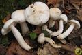 Hygrophorus cossus